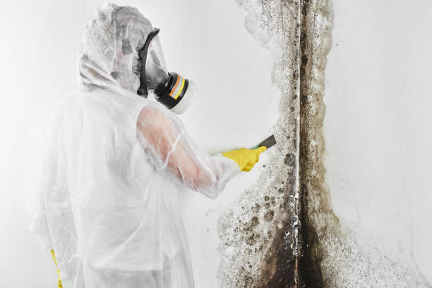 Best White Mold Remediation in Lame Deer, MT