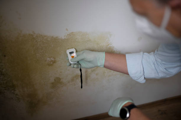 Best Localized Mold Remediation (e.g., coastal areas, humid climates) in Lame Deer, MT